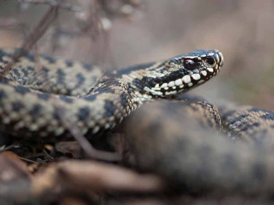 Почему нельзя убивать змей?