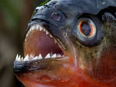 Как сильно кусает пиранья на самом деле