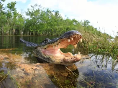 Мужчина не мог слышать плач и бросился в болото с крокодилами