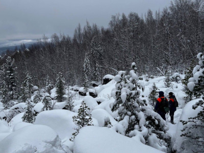 В лесу, где пропали Усольцевы, зафиксировали странное