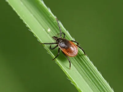 Если укусил клещ: 3 простых шага, которые спасут жизнь
