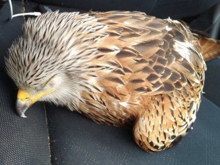 Парень спас раненную птицу и очень об этом пожалел