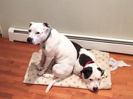 Пес не хотел покидать приют: в причину сложно поверить