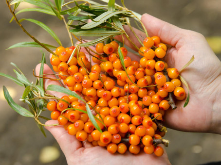 Облепиха – ягода здоровья, но есть те, кому она категорически противопоказана