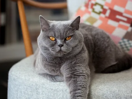 Ученые обнаружили целебное свойство кошек