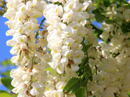 Вот что будет, если съедать по ложке цветов акации натощак