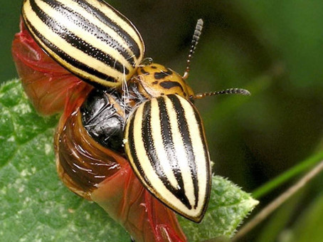 Ученые нашли секрет «непобедимых» колорадских жуков