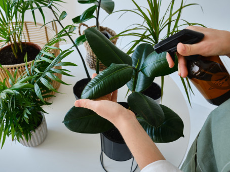 Убийцы на подоконнике: растения, которые вредят человеку