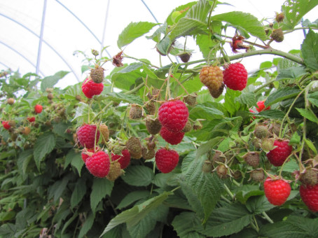 Рядом с чем нельзя сажать малину?