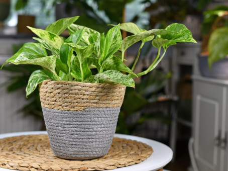 Какие цветы ни в коем случае нельзя держать дома