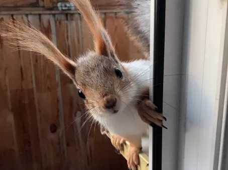 Женщина подобрала белку: зверек изменил ее жизнь