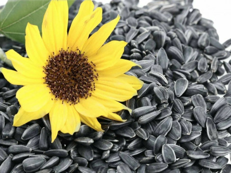 Семечки подсолнуха: кому есть можно, а кому нельзя