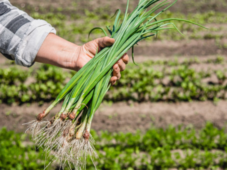 Кому категорически противопоказан зеленый лук: важно знать
