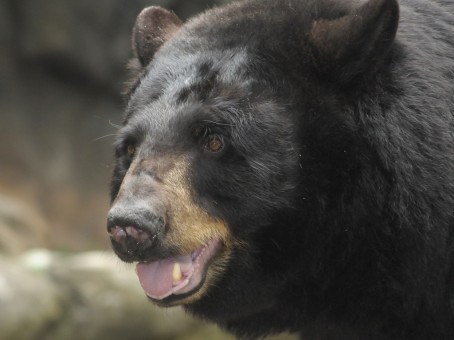 Охотник пустил в медведя стрелу: расплата не заставила ждать