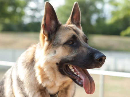 Овчарка нашла себе очень странного друга, и теперь не отходит от него