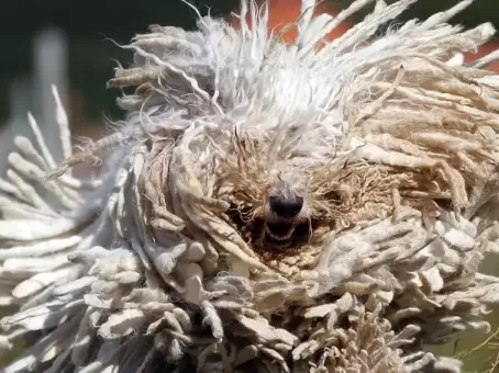 Ветеринары состригли с этого зверя 3 кг меха, не понимая, кто он