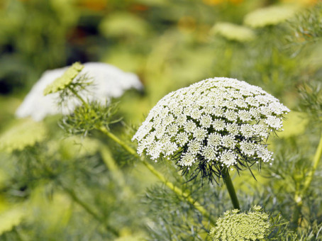 Что будет с 1 марта за борщевик на дачном участке