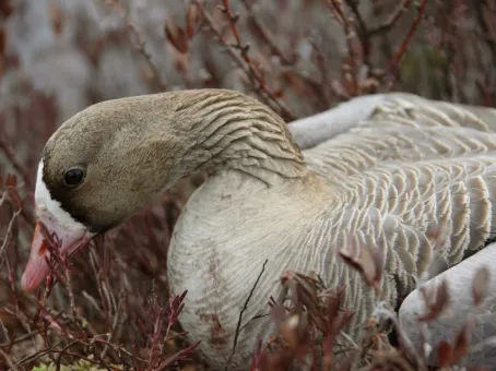 Мужчина обнаружил золотой клад в утке