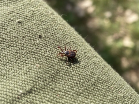 В апреле от клещей: 5 капель на одежду и паразиты не тронут