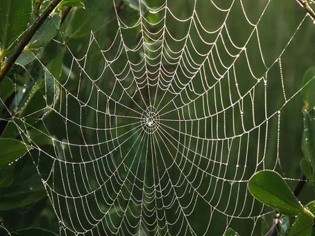 Опасная паутина: россиян срочно предупредили