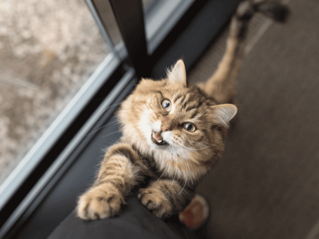 Что нужно сделать с кошкой, когда ей 10 лет, чтобы дожила до 20