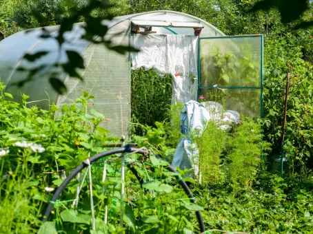 Закрывать ли теплицу на ночь: как правильно проветривать томаты и огурцы летом