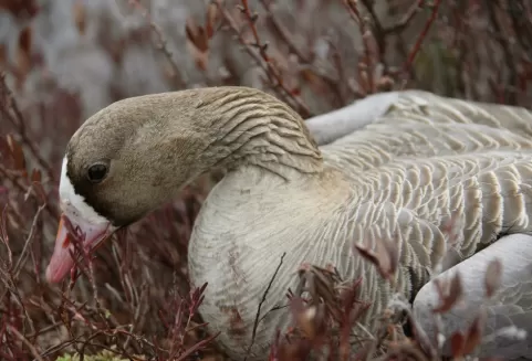 Мужчина обнаружил золотой клад в утке