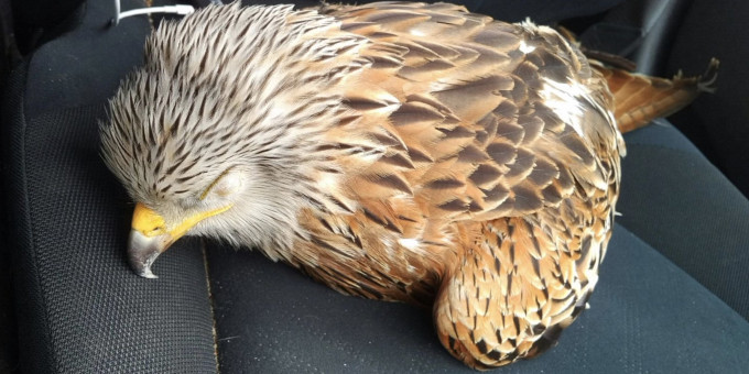 Парень спас раненную птицу и очень об этом пожалел