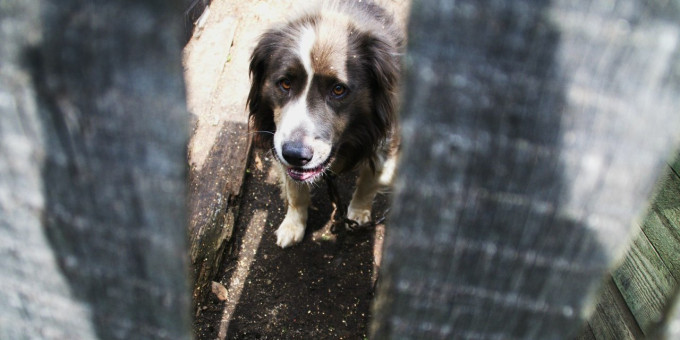 Девушка тайком гладила соседского пса: соседи поступили неожиданно