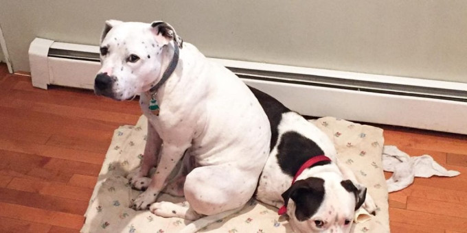 Пес не хотел покидать приют: в причину сложно поверить