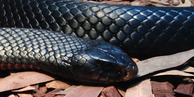 Лесоруб потерял дар речи, когда увидел это внутри дерева