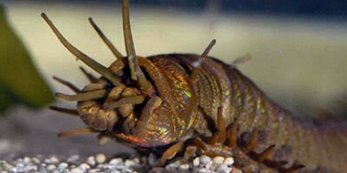 Самые жуткие существа, которые были найдены на Земле: но кто они?