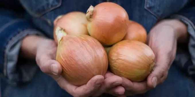 Невероятные свойства обычного лука