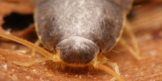 7 насекомых, которых вы едите и не знаете об этом