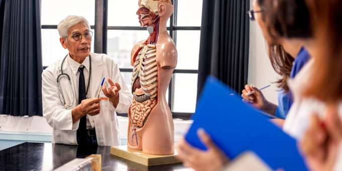 Учёные заявили об открытии нового органа в теле человека