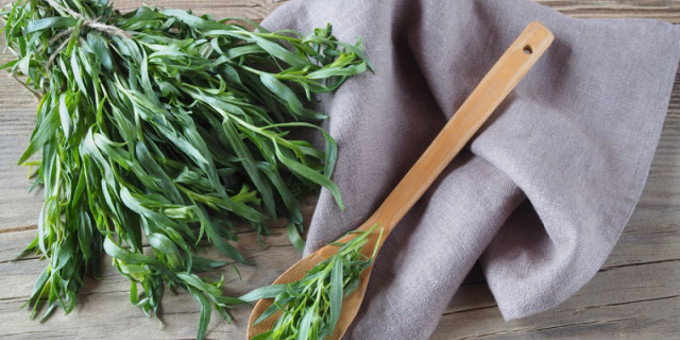 Чем опасен тархун для человека