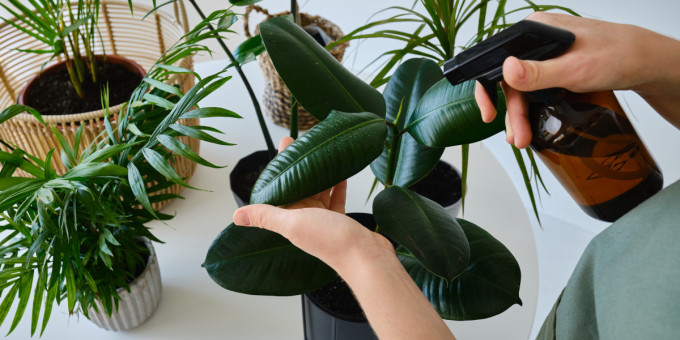 Убийцы на подоконнике: растения, которые вредят человеку