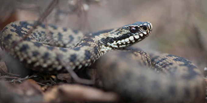 Почему нельзя убивать змей?