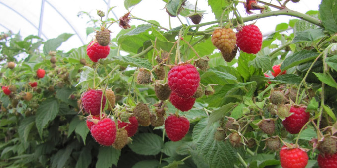 Рядом с чем нельзя сажать малину?