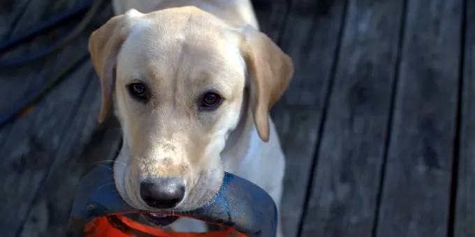 5 вещей, за которые собаки на нас тайно обижаются