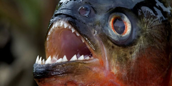 Как сильно кусает пиранья на самом деле