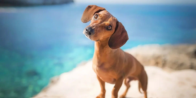 Почему собаки наклоняют голову, когда мы с ними говорим