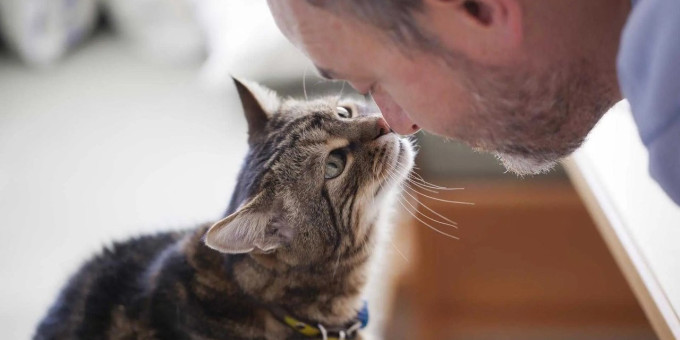 Почему нельзя отгонять кошек, когда они трутся о вас