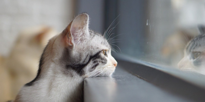 Ученые объяснили, почему кошки не скучают по хозяевам