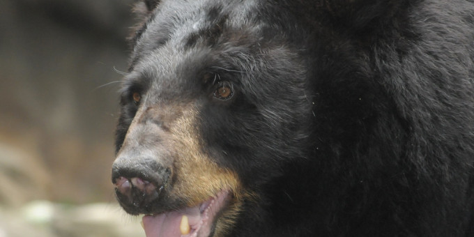 Охотник пустил в медведя стрелу: расплата не заставила ждать