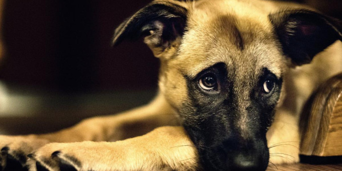 Собаки не умеют прощать