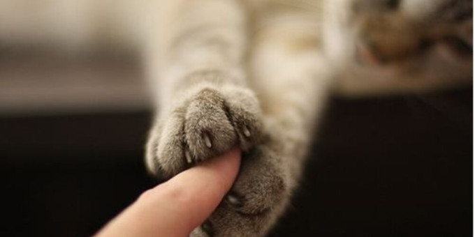 Почему кошки мнут лапами человека