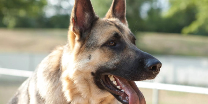 Овчарка нашла себе очень странного друга, и теперь не отходит от него