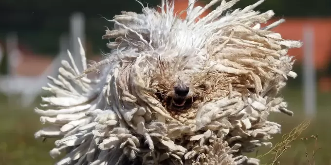 Ветеринары состригли с этого зверя 3 кг меха, не понимая, кто он