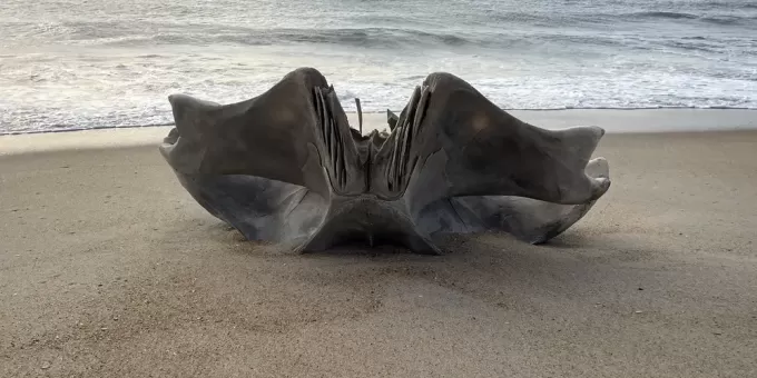В Китае вынесло на берег настоящего гуманоида: оно живое